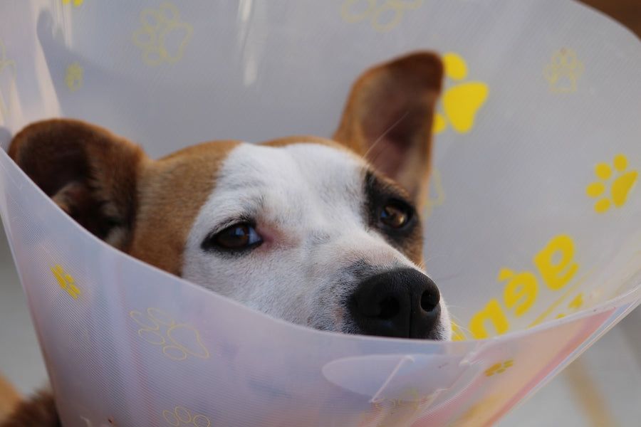 Why Do Dogs Fake Injuries?