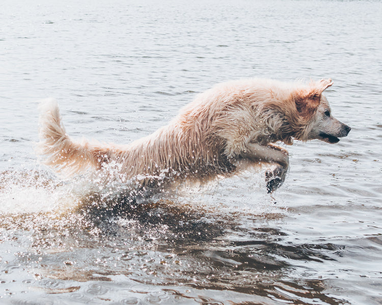 Dog Breeds That Need The Most Exercise