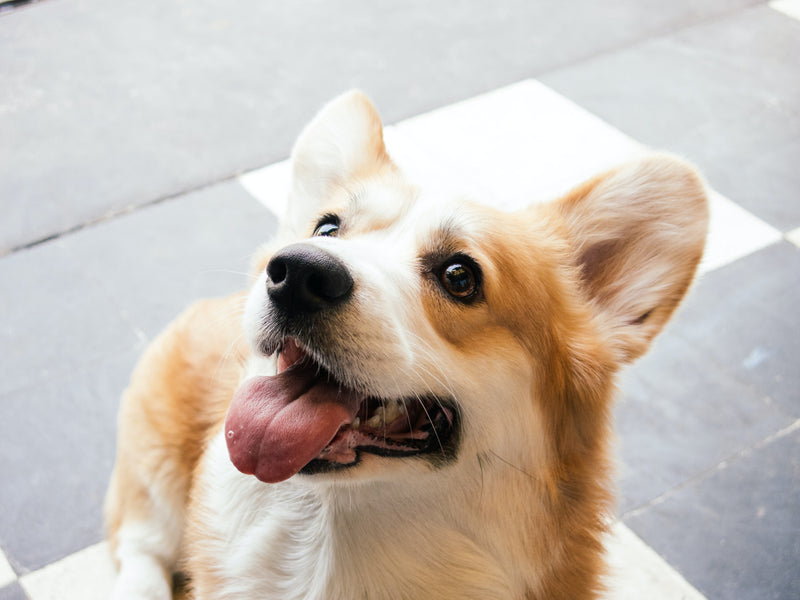 A Complete Owner's Guide To The Corgi Beagle Mix Breed
