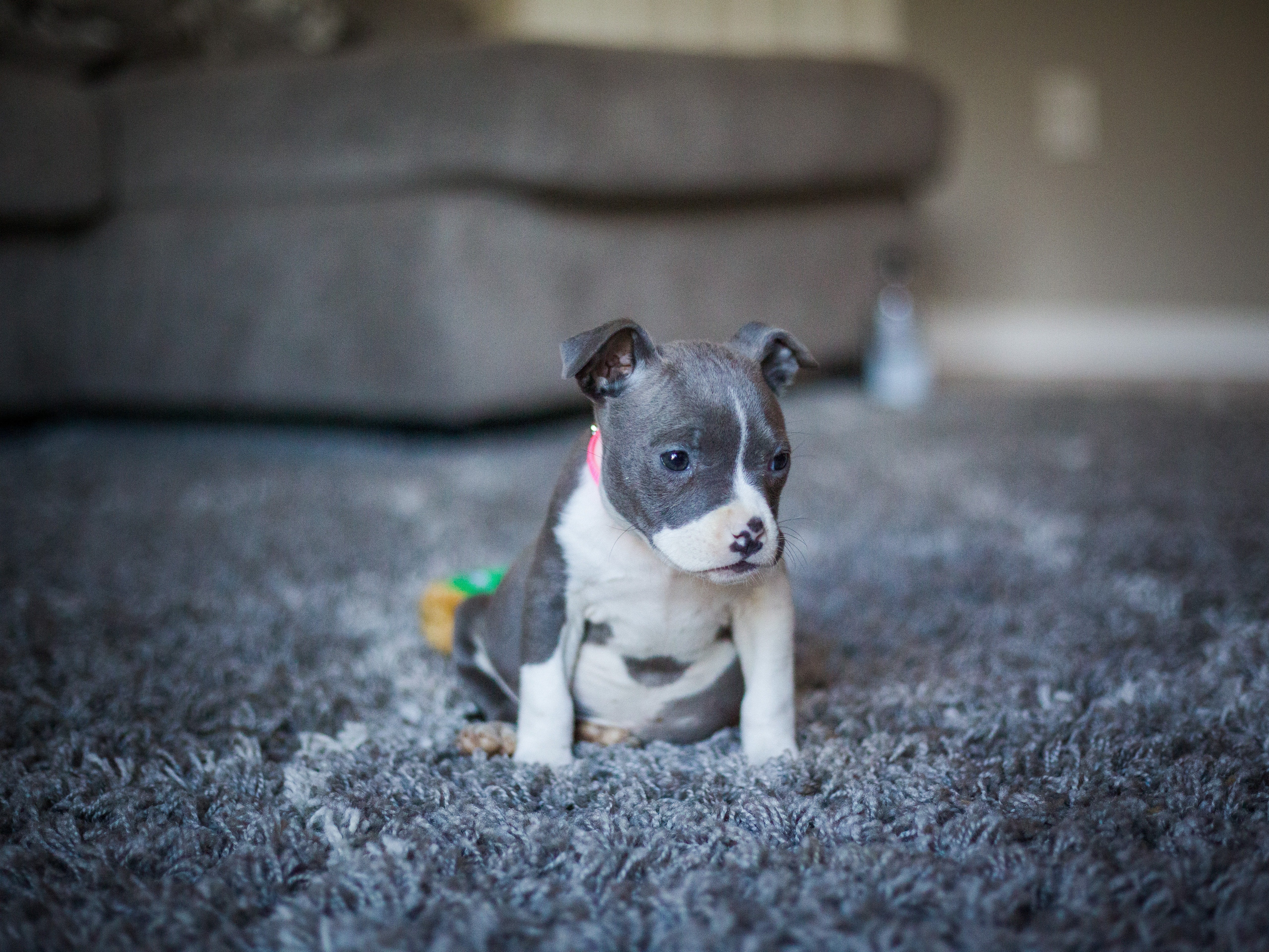 Pocket bully: Dog Breed Characteristics – Paws & Pup
