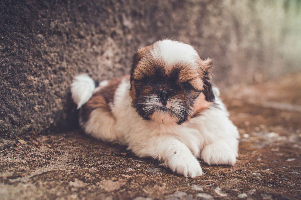 Are Shih Tzu's Hypoallergenic and More: All You Need to Know About Your Dog