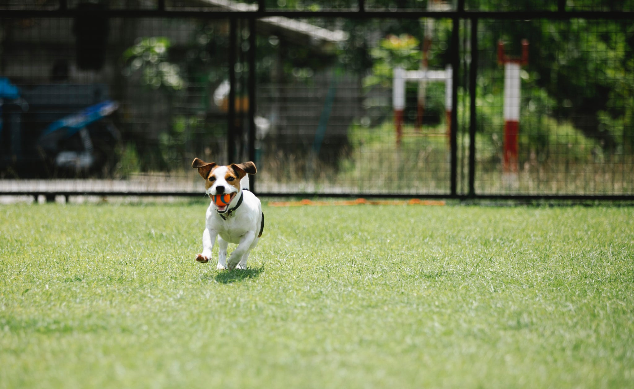 Fashion dog vomiting after exercise